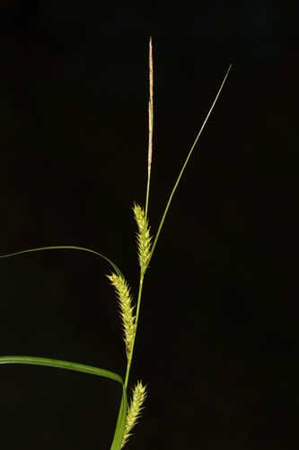 Carex trichocarpa #10